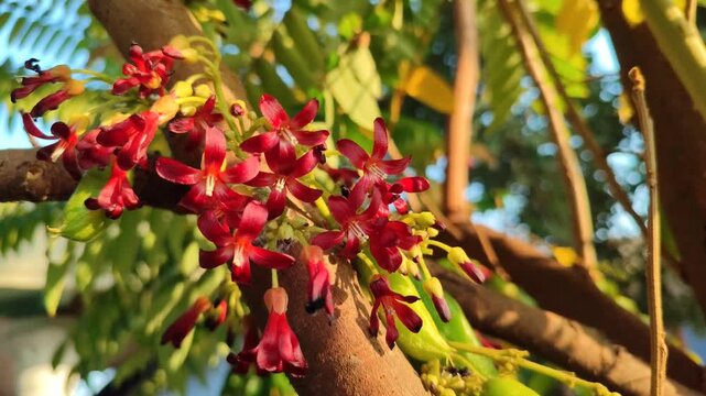 Delicate flowers of bilimbi (Averrhoa bilimbi) blooming in clusters along the branches, featuring small pinkish petals and a distinctive tropical appearance.