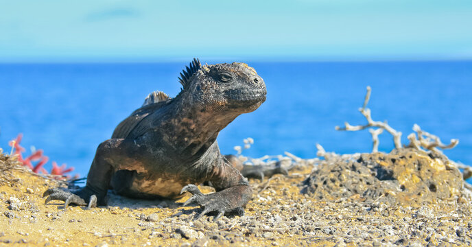 Marine Iguana Basking on Volcanic Rocks, Galapagos Islands, Ecuador