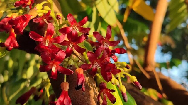 Delicate flowers of bilimbi (Averrhoa bilimbi) blooming in clusters along the branches, featuring small pinkish petals and a distinctive tropical appearance.