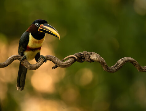 chestnut-eared aracari bird