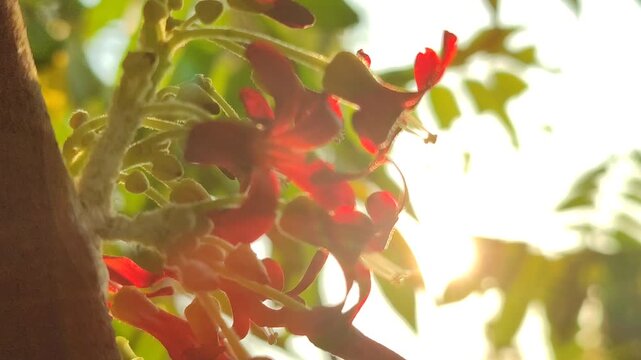 Delicate flowers of bilimbi (Averrhoa bilimbi) blooming in clusters along the branches, featuring small pinkish petals and a distinctive tropical appearance.