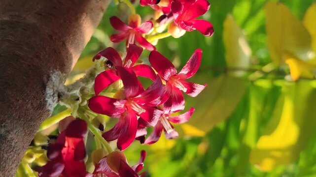 Delicate flowers of bilimbi (Averrhoa bilimbi) blooming in clusters along the branches, featuring small pinkish petals and a distinctive tropical appearance.