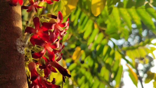 Delicate flowers of bilimbi (Averrhoa bilimbi) blooming in clusters along the branches, featuring small pinkish petals and a distinctive tropical appearance.