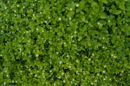 Vibrant Green Chickweed Ground Cover with Small White Flowers