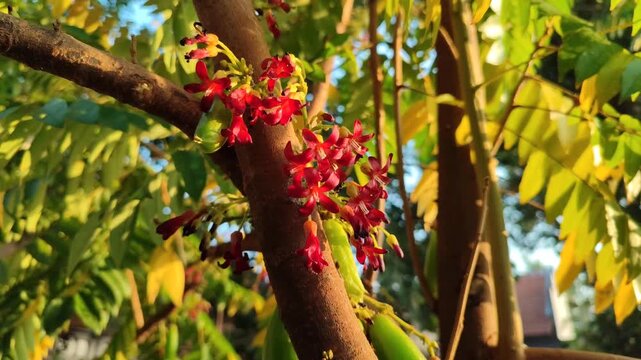 Delicate flowers of bilimbi (Averrhoa bilimbi) blooming in clusters along the branches, featuring small pinkish petals and a distinctive tropical appearance.