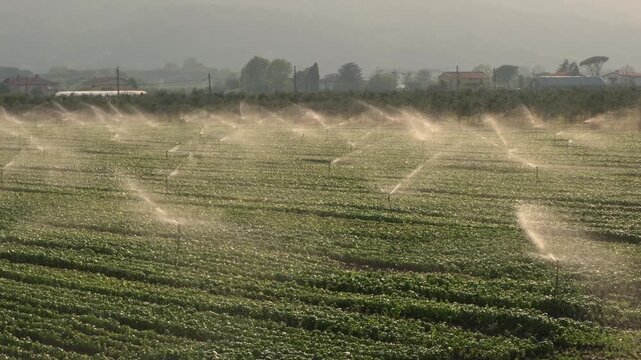 Italian basil field irrigated by sprinklers in early morning sunlight, with misty mountains in the background, agricultural landscape of Liguria, Italy, agriculture concept.