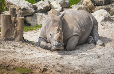 South African White Rhino resting at mid day at the zoo. © Wildspaces