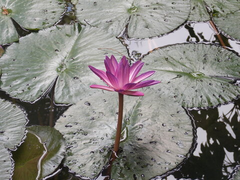 Blooming pink Amazon water lily flower surrounded by giant floating leaves