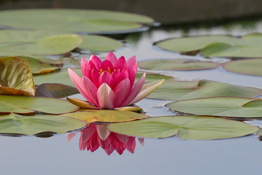 A beautiful pink lotus flower is blooming in the pond. 