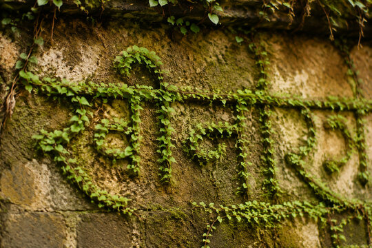 Natural vines growing on an ancient wall forming elegant script curves.