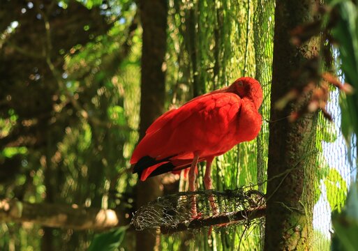 A striking scarlet ibis Eudocimus ruber perched on a wire platform inside a lush, sunlit aviary in Trinidad.