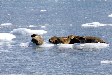 Naklejka premium Sea lions in front of Meares Glacier, Prince William Sound, Valdez, Alaska