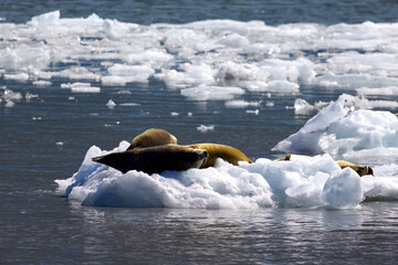 Obraz premium Sea lions in front of Meares Glacier, Prince William Sound, Valdez, Alaska