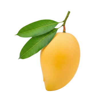 Fresh yellow mango fruit with green leaves on a stem isolated on white background