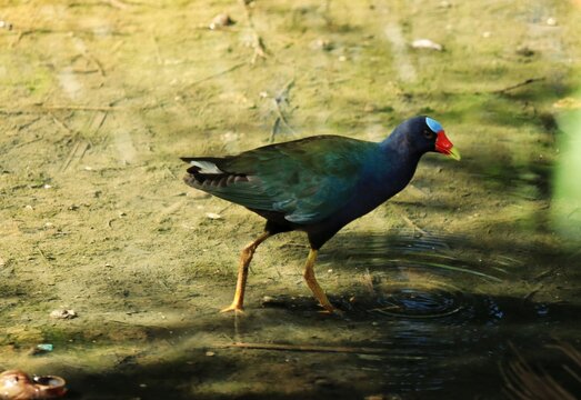 An American purple gallinule (Porphyrio martinicus) showcases its iridescent blue and green plumage while foraging in a shallow wetland marsh in Trinidad, captured in August 2026.