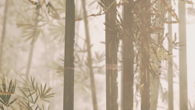 Tall bamboo stalks grow in a misty forest during the morning. Light filters through the leaves, creating a soft glow. The scene shows plants and trees in a natural environment.