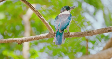 Fototapeta premium Collared kingfisher, Todiramphus chloris, sitting on tree branch in bright tropical forest. Natural bird behavior in wild habitat, nature documentary style, slow motion.