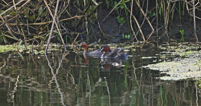 Little grebes swimming with chicks in pond, Tachybaptus ruficollis family behavior, natural lake habitat, wildlife documentary, slow motion.