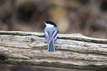Black-Capped Chickadee Perched on a Weathered Log © Claudia