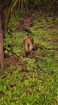 A wild southern pig-tailed macaque monkey foraging and walking through green grass on the ground during a wildlife safari near Kinabatangan River, Sabah, Borneo, Malaysia.