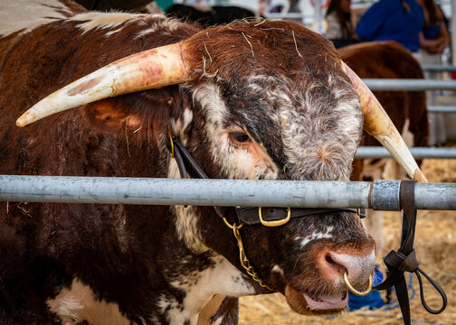 Portrait of a longhorn steer with long curved horns