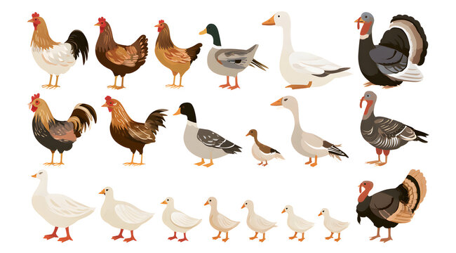 Collections of farm poultry birds, including domestic chickens, ducks, geese, and turkeys, illustrated in a flat style on a white background