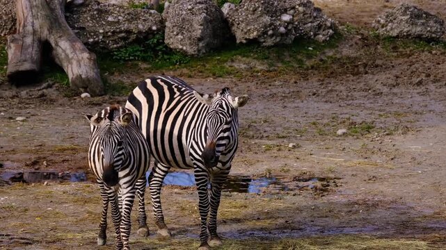 zebras in the zoo