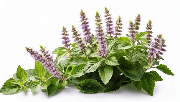 Thai Basil Flower Patchouli Plant Isolated White Background