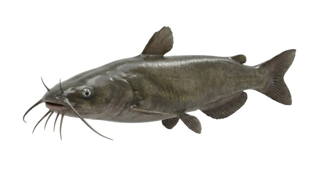 Freshwater catfish swimming isolated against clean white background studio portrait displaying biological details for commercial food