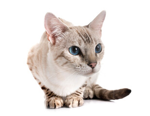 bengal kitten in studio © cynoclub