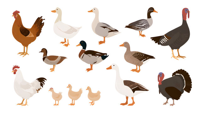Collection of domesticated poultry, including chickens, ducks, geese, and turkeys in a family set, flat illustrations on a white background