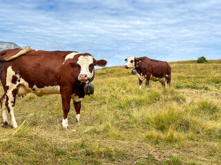 Dairy cows grazing in alpine meadow at Les Contamines-Montjoie, France © daboost