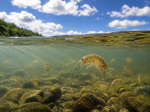 Gammarus pulex freshwater amphipods swimming in a shallow European stream