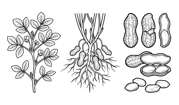 Peanut plant roots whole pods and detailed shell botanical black white vector set