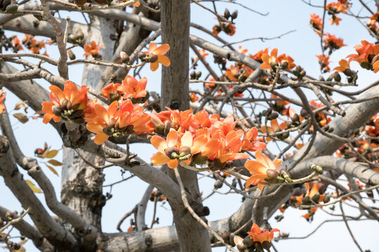 Beautiful red silk-cotton tree (Bombax ceiba) flowers.