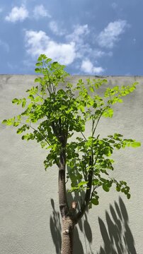 Close-up view of young moringa leaves gently moving in the breeze, with fresh green foliage against a bright blue sky and textured wall.