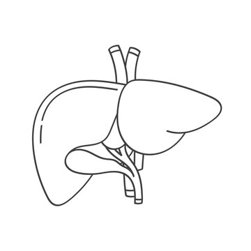 An image of a human liver, drawn in a linear style on a white background.