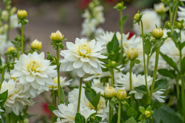 Fototapeta premium Multiple white dahlia flowers with yellow centers bloom on tall stems in a garden bed, with a blurred path in the background.