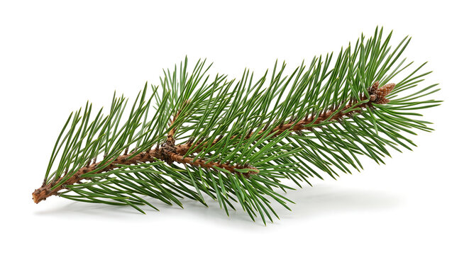 Pine Branch Detail: A close-up view of a fresh green pine branch showcasing its needle-like leaves and textured bark, isolated against a clean background.