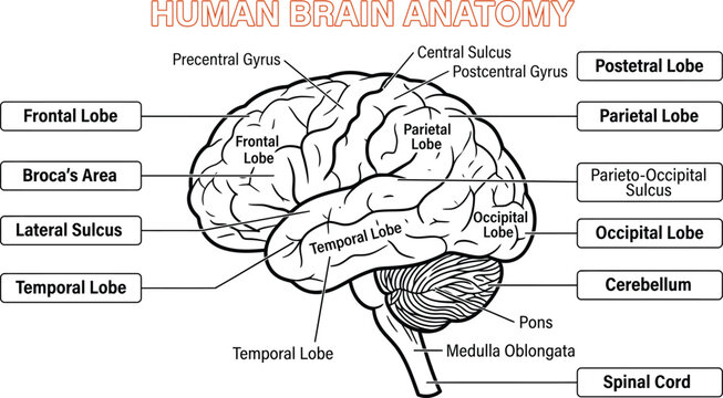Detailed anatomical diagram of the human brain with labels for lobes, sulcus, cerebellum, and spinal cord on a white background