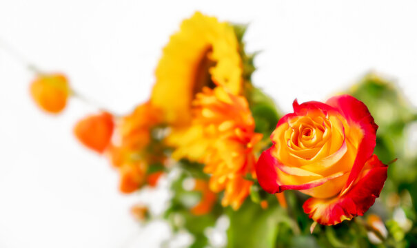 orange rose flower blossom in front of blurred summer flowers  isolated on white, floral background with copy space for gardening, late summer season, greeting card or wallpaper decor