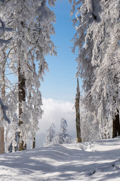 Snow Covered Winter Forest in the Taunus &ndash; Altk&ouml;nig, Hessen, Germany