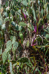 Fototapeta premium A dense patch of prickly pear cactus grows among purple and green tropical foliage, with sharp spines and weathered stems visible throughout.
