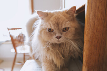 Fluffy ginger cat with striking green eyes peering curiously from behind a wooden doorframe in a © chuangxin
