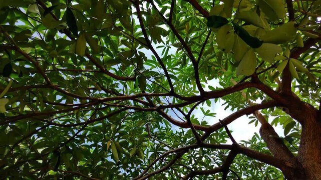 The benefit of installing nest boxes or birdhouses on trees is that they provide safe shelter and nesting sites for wild birds, especially as natural tree hollows become increasingly scarce.