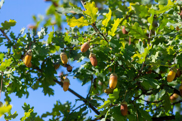 Quercus robur acorns hanging on young English oak tree branch with green leaves against blue sky in sunlight © Iva