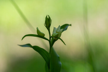 Fototapeta premium Cephalanthera damasonium white helleborine orchid flower in bloom, bright white flowering wild plant
