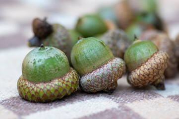 Close up of Northern red oak acorns with textured caps arranged on natural surfaces during autumn showcasing mature tree seeds © Iva