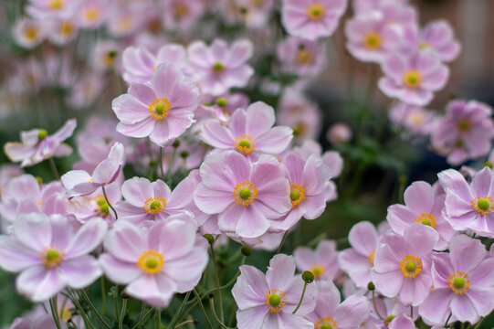Anemone hupehensis praecox pink petal simplicity flowering plant, windflowers flowering plants in the garden