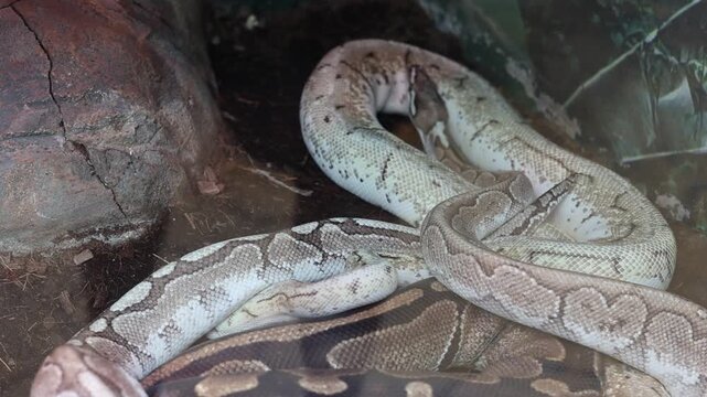 Ball python snakes with beautiful pattern resting together in enclosure illustrating wildlife and reptile pet trade